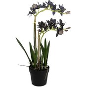 Resim Mikasa Moor P282.356460 Mor Yapay Vanda Orkide 61cm 
