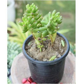 Resim Tunç Botanik SEDUM RUBROTINCTUM 90 ADET - TERARYUM İÇİN SUKULENT YER ÖRTÜCÜ BİTKİ 