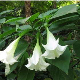 Resim Katmerli Beyaz Brugmansia Çiçeği Tohumu 5 Tohum 