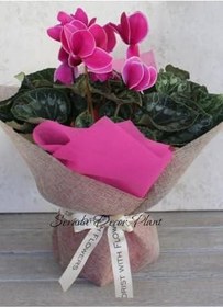 Resim Hediyelik Özel Gün Çiçeği Pembe Sıklamen Çiçeği Öğretmenler Günü Hediyesi 