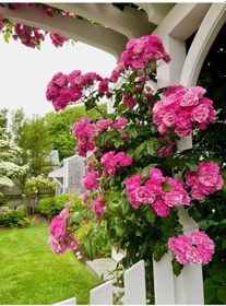 Resim Pembe Isparta Sarmaşık Gül Fidanı 80-100+ Cm 