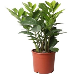Resim Zamioculcas Zamifolia Zamia Çiçeği 30-40cm 