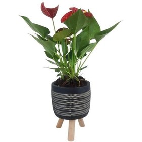 Resim Mini Antoryum Siyah Damla Saksıda Flamingo Çiçeği 