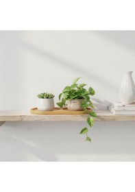 Resim Bambu 2 Bölmeli Yağdanlık Altlığı, Saksılık Bambu 