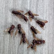 Resim 10 adet Gerçekçi Olta Balıkları Yumuşak Balıklar 