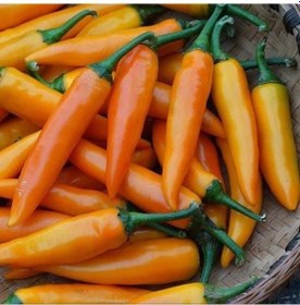 Resim Doğal Bulgarian Carrot Hot Chili Biber Tohumu 10 Tohum 