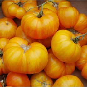 Resim Big Yellow Domates Tomatoes Tohumu 15 Tohum 1 Set 