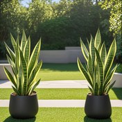 Resim 2 Premium Büyük Tropikal Phalaenopsis Orkide Bitkisi, Süs Yaprakları - Düğünler, Ev ve Dış Mekan Dekoru İçin İdeal | Bahçeler, Teraslar, Fotoğraf Çekimleri, Oturma Odaları için Mükemmel - Tüm Mevsimlerde Kullanılabilir Yapay Yeşillik, Saksısız 