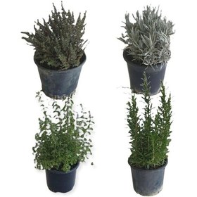 Resim Aromatik Bitkiler, Mis Kokulu, 4'lü Mutfak Seti, Büyük Boy, Mercan Köşk/lavanta/biberiye/kekik 