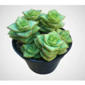 Resim Nura Botanik Perforata 5.5mini Sukulent Saksısında Dolgun Formlu Teraryum Ve Sukulent 