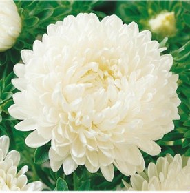 Resim Pompon Beyaz Renkli Aster Çiçeği Tohumu 50 Tohum 