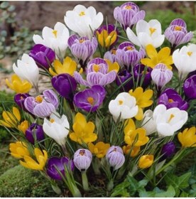 Resim Karışık Renkli Crocus Mixed Çiğdem Soğanı 5 Adet 