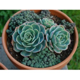 Resim serada decor & plant Dev Boy Xxl Echeveria Glauca (AŞKIN GÖZYAŞI) Sukulent Bitki 