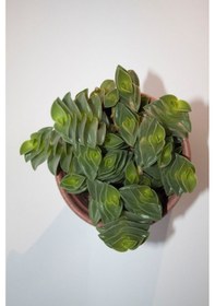 Resim Callisia Navicularis Sukulent Tekli 5,5 Cm Saksıda 
