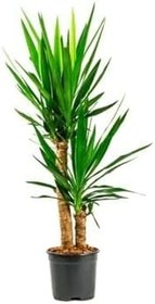 Resim Iki Gövdeli Yuka Çiçeği 