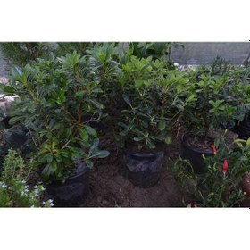 Resim Saksıda 4 Adet Bodur Yıldız Çalısı - Pitos pittosporum Tobira Na 