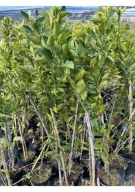Resim Çok Nadir Bir Çeşit Tüplü Çekirdeksiz Dekopon Mandalina Fidanı Yaş 3 Boy 100-130 Cm 