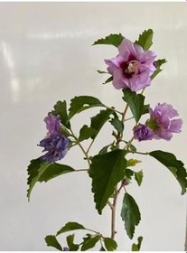 Resim Hatmi Çiçeği Ağaç Fidanı 1 Adet Saksılı 40-60Cm (Althaea Officinalis) 