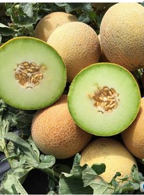 Resim +100 Adet Ananas Kavun Tohumu 