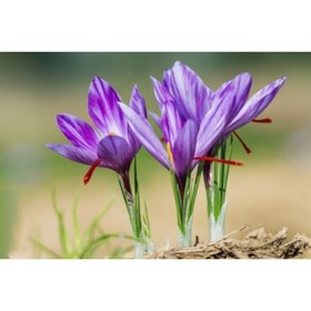 Resim Hınzır Horosan Safran Soğanı 