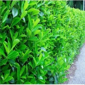 Resim 4 Adet Saksıda Kartopu Viburnum Lucidum Fidanı 80-110 Cm 1 Adet Doğal Çit Duvar 