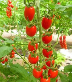 Resim 20 Adet Cherry Domates Tohumu 