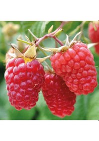 Resim 3 Lü Ahududu Fidanı Seti 1 Yaşında Rubus İdaeus Bahçeniz İçin 