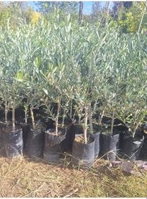 Resim Sofralık Gemlik Zeytin Fidanı 1 Adet Tüplü 40-60Cm Bol Verimli 