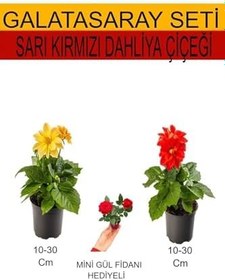 Resim 2'li Set Sarı- Kırmızı Dahliya Çiçeği+Hediyelik Kırmızı Gül Fidanı, BTSNU08042416 