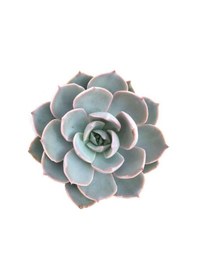 Resim Echeveria Morning Beauty - 10 Adet Sukulent 