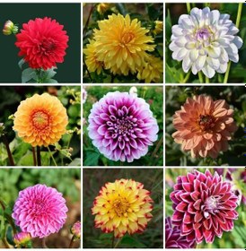 Resim 55 Adet Bodur Yıldız Dahlia Çiçeği Yumrusu Karışık12 Renk .yumru Boyu 9 Cm . Yeni Mahsul.çiçekli Boyu 45 Cm. 