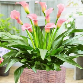 Resim Crystal Blysh Calla Gala Çiçeği Soğanı 1 Adet Soğan 