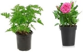 Resim Yoğun Kokulu Itır + Pembe Gül Fidanı (10-15 Cm) Saksılı Dış Mekan Bitkileri, BTSNU2102202403 