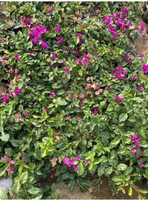 Resim Canlı Dolgun Formlu Mor Renk Begonvil Çiçeği 40-60cm Purple Bougainvillea 