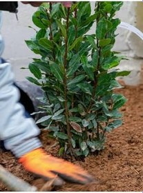 Resim Videolu Mis Kokulu 1 Adet Defne Ağacı Fidanı 60-120Cm SaksılıTüplü (Laurel Tree Sapling) 