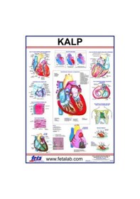 Resim KALP LEVHASI EDULAB 