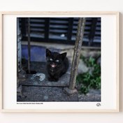 Resim Küçük Kara Kedi Poster 