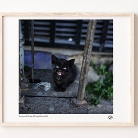 Resim Küçük Kara Kedi Poster 