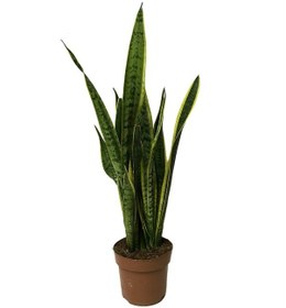 Resim Sansevieria Trifasciata - Ev Ve Ofis Bitkisi N11.191 