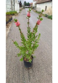 Resim Fırça Çalısı Fidanı 40-80 Cm 