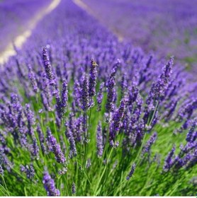 Resim Lavandula Angustifolia Lavanta Çiçeği Tohumu 25000 Tohum N118557 