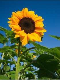 Resim AGRodal Tarım Doğal Çerezlik Ayçiçeği Tohumu 50 Ad Tohum 