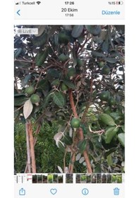 Resim 7 yaş meyve veren Saksıda Feijoa (kaymak Ağacı) Fidanı 200 +Cm Boy 