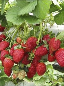 Resim Rüzgarbotanik Albion Çilek Fidesi 30 Adet 