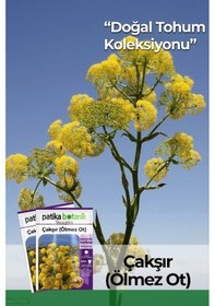 Resim 200 Adet Çakşır Ölmez Ot Tohumu 