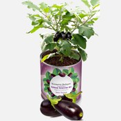 Resim Konserve Bahçem Patlıcan Fide Yetiştirme Kiti 