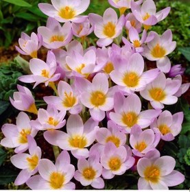 Resim Özel Çeşit Çift Renkli Firefly Çiğdem Soğanı 5 Soğan 