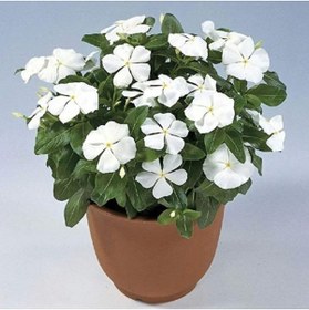 Resim Miracle Tohum Vinca Rosea Pure White Rozet Çiçeği Tohumu (20 Tohum) 