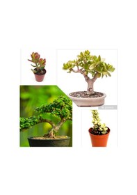 Resim 2 Tür Para Ağacı Crassula Ovata+yeşim Ağacı Fidesi 