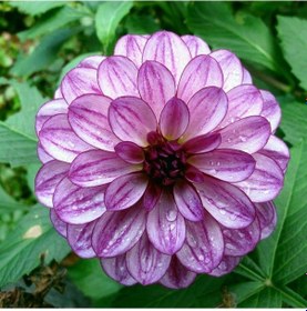 Resim Lauren Michelle Dahlia Dev Yıldız Çiçeği Yumrusu 1 Adet 